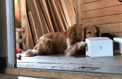 犬が記憶を呼び起こすきっかけとなる感覚の検証
